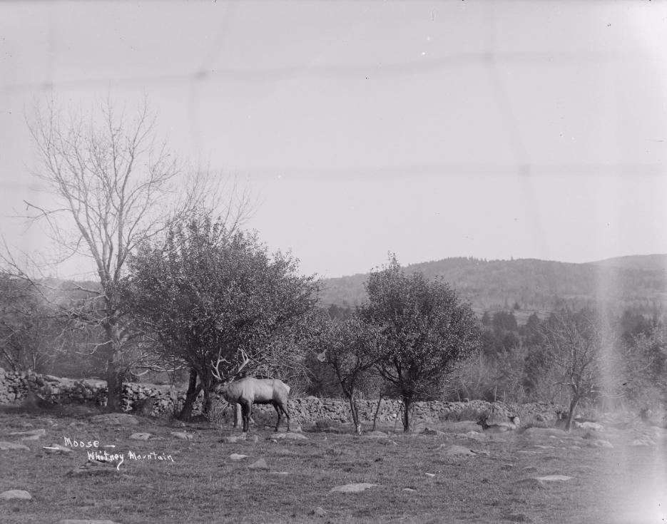 An elk at the Whitney estate on October Mountain.